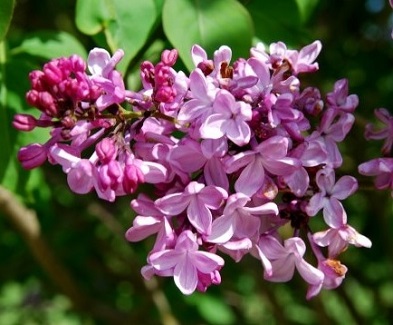 Lilac Days Plant Sale Apr 20 Thru May 12th Hulda Klager Lilac