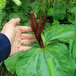 March 23, 1:30pm, Micki Stauffer on “Trilliums, Our Native Treasures”