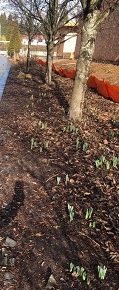 They’re up!   Daffodil bulbs at Washougal Waterfront Park!