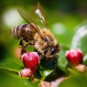 GENERAL MEETING – Jan 24 – Attract Pollinators to your Garden