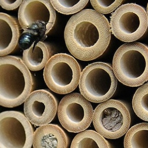 GENERAL MEETING – MARCH 27, 2024 – 1 PM – Mason Bees