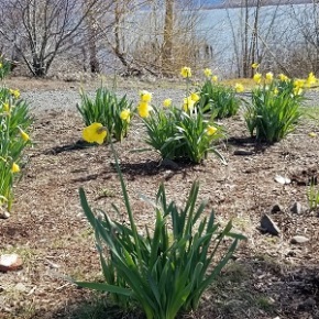 The 5000+ Daffodils are COMING UP!
