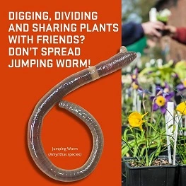 OSU advice on keeping invasive “jumping worms” out of your garden & video